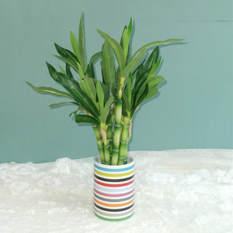 New 40cm rFtificial Lucky Bamb - Echeveria Succulent review and price