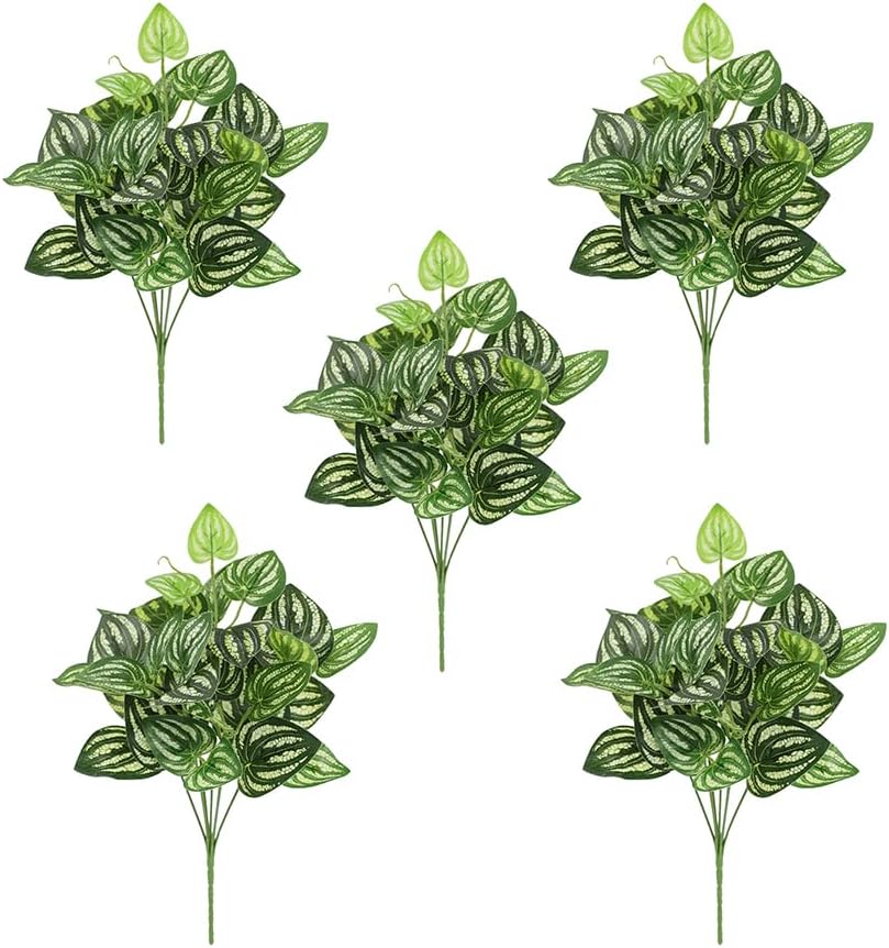 5Pcs Watermelon Peperomia Arti - Peperomia Watermelon review and price